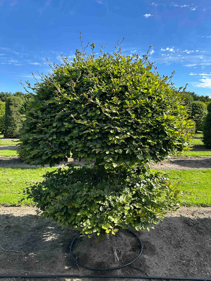 FS TOPIARY #214