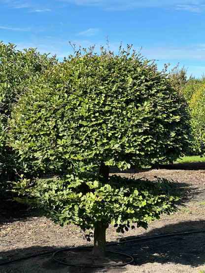 FS TOPIARY #214