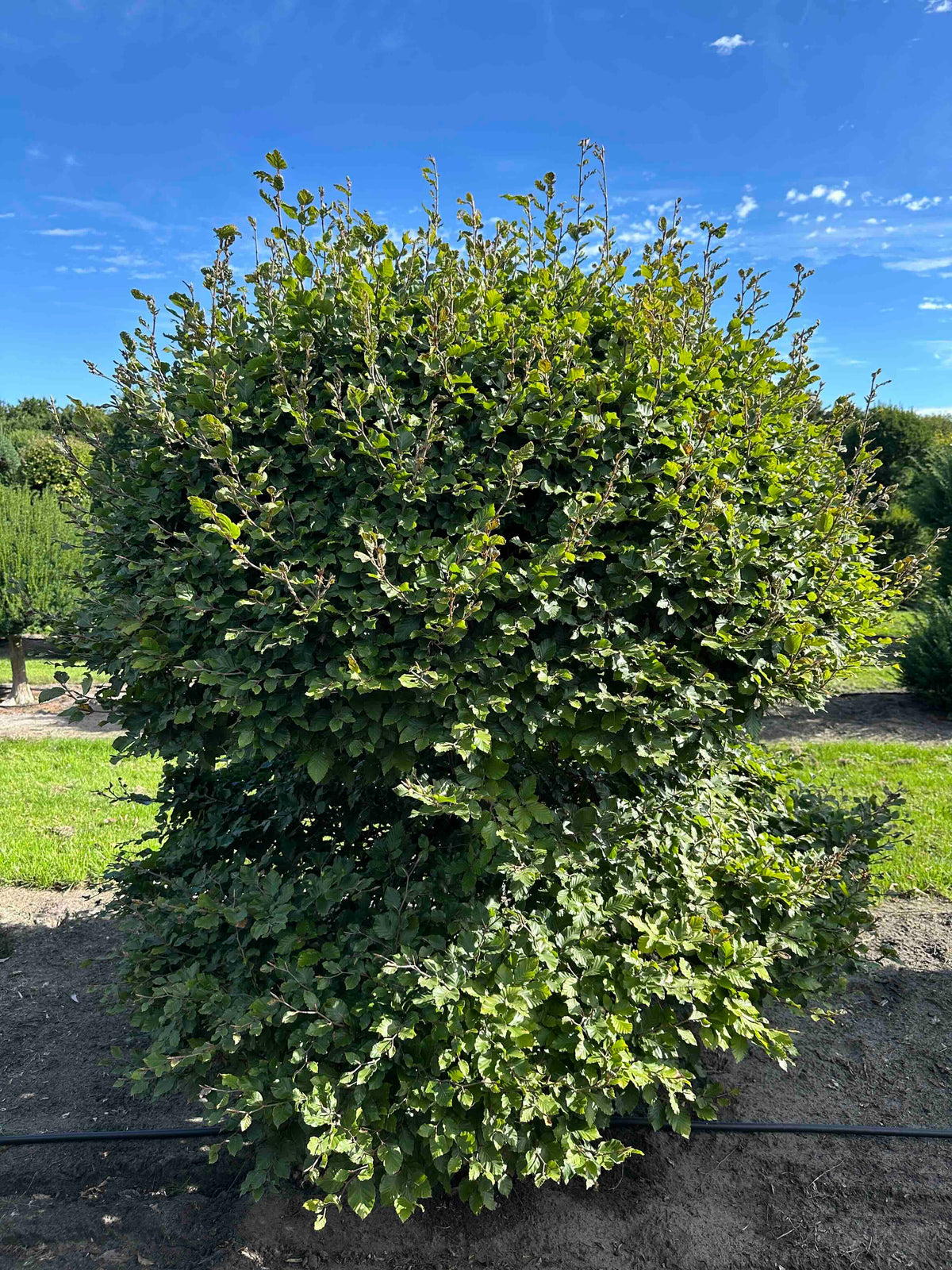 FS TOPIARY #215