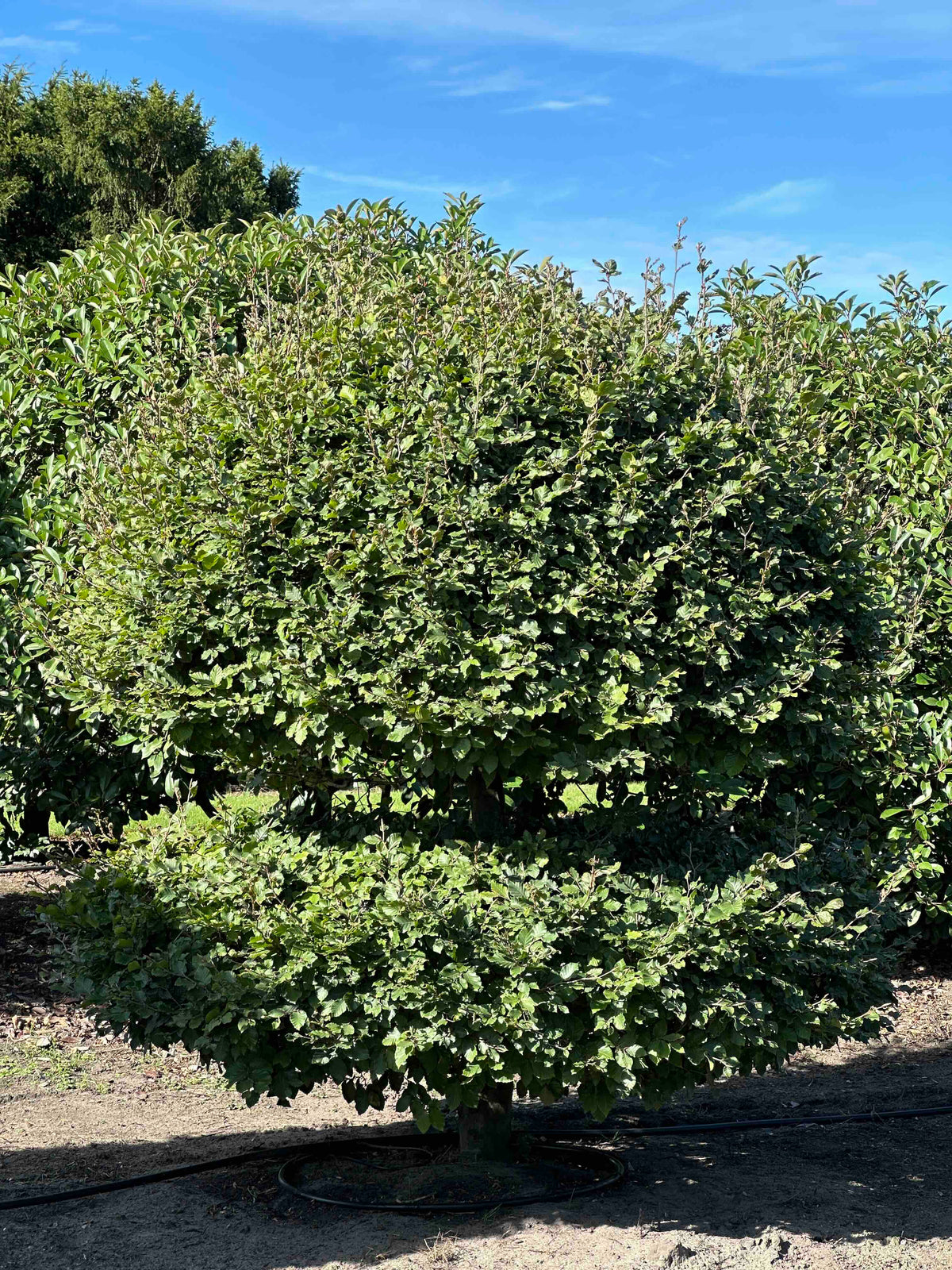 FS TOPIARY #215