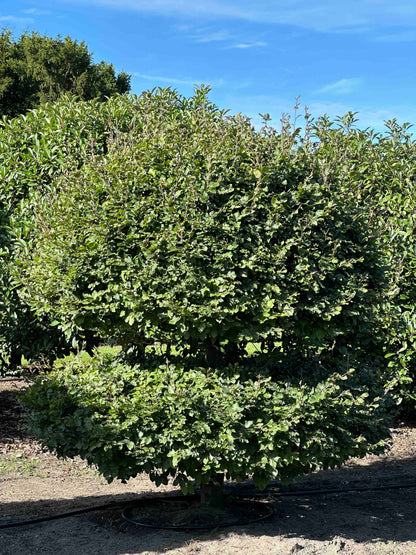 FS TOPIARY #215