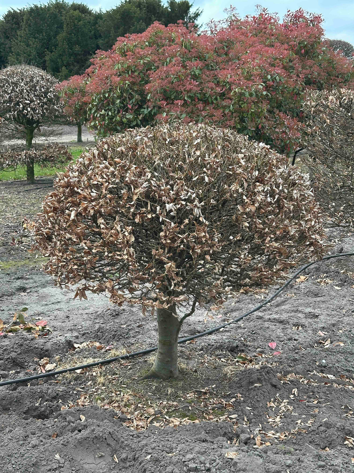 FS TOPIARY #216