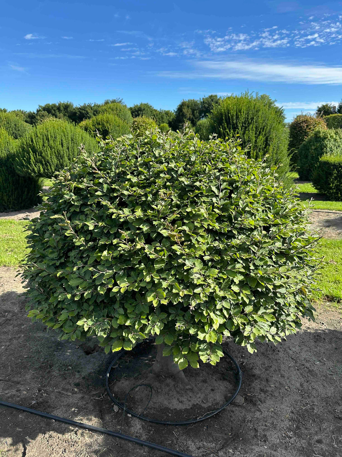FS TOPIARY #216