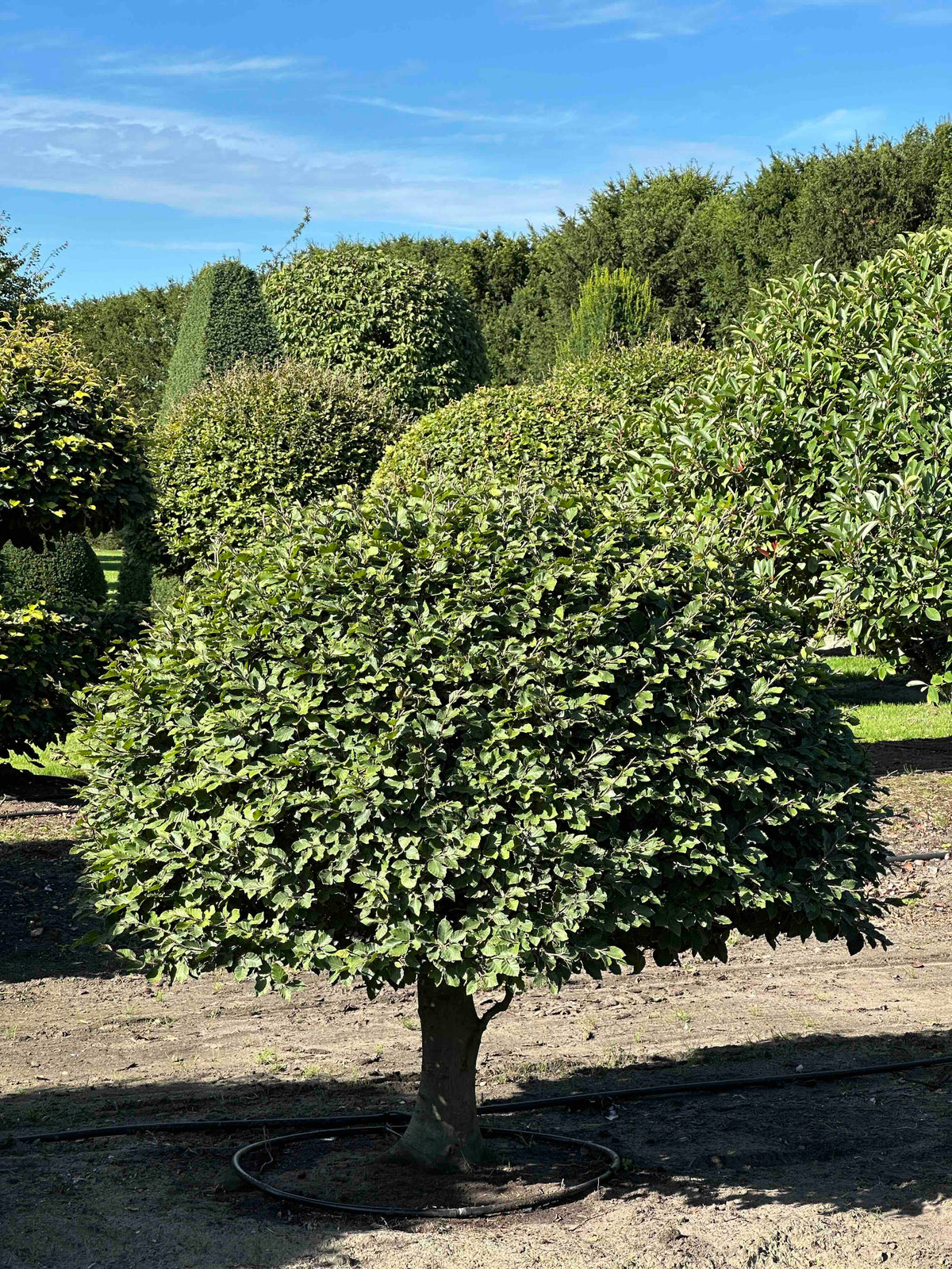FS TOPIARY #216