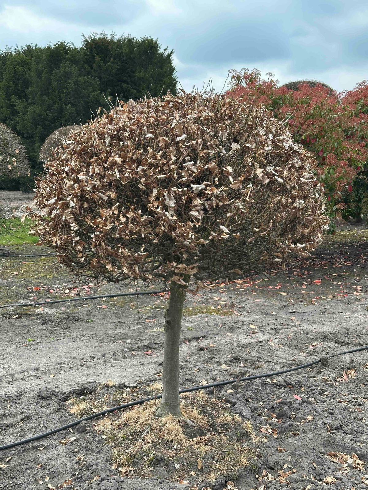 FS TOPIARY #217