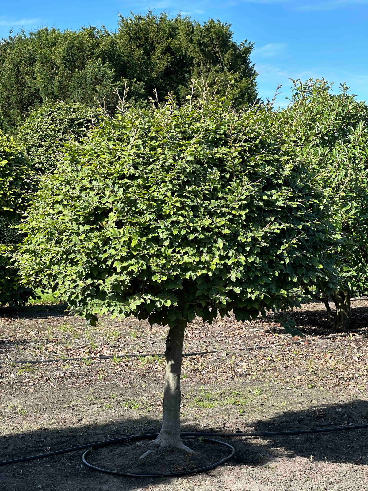 FS TOPIARY #217