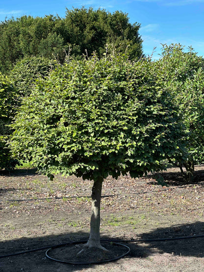 FS TOPIARY #217