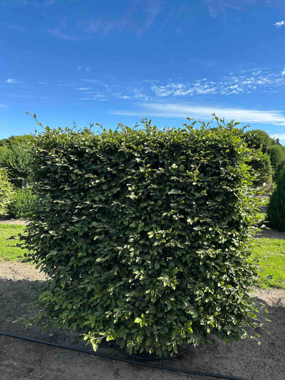 FS TOPIARY #219