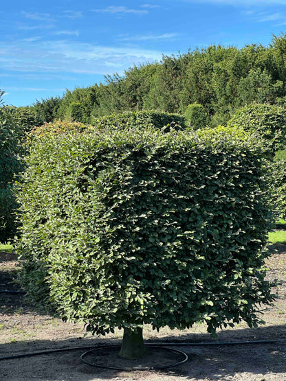 FS TOPIARY #219