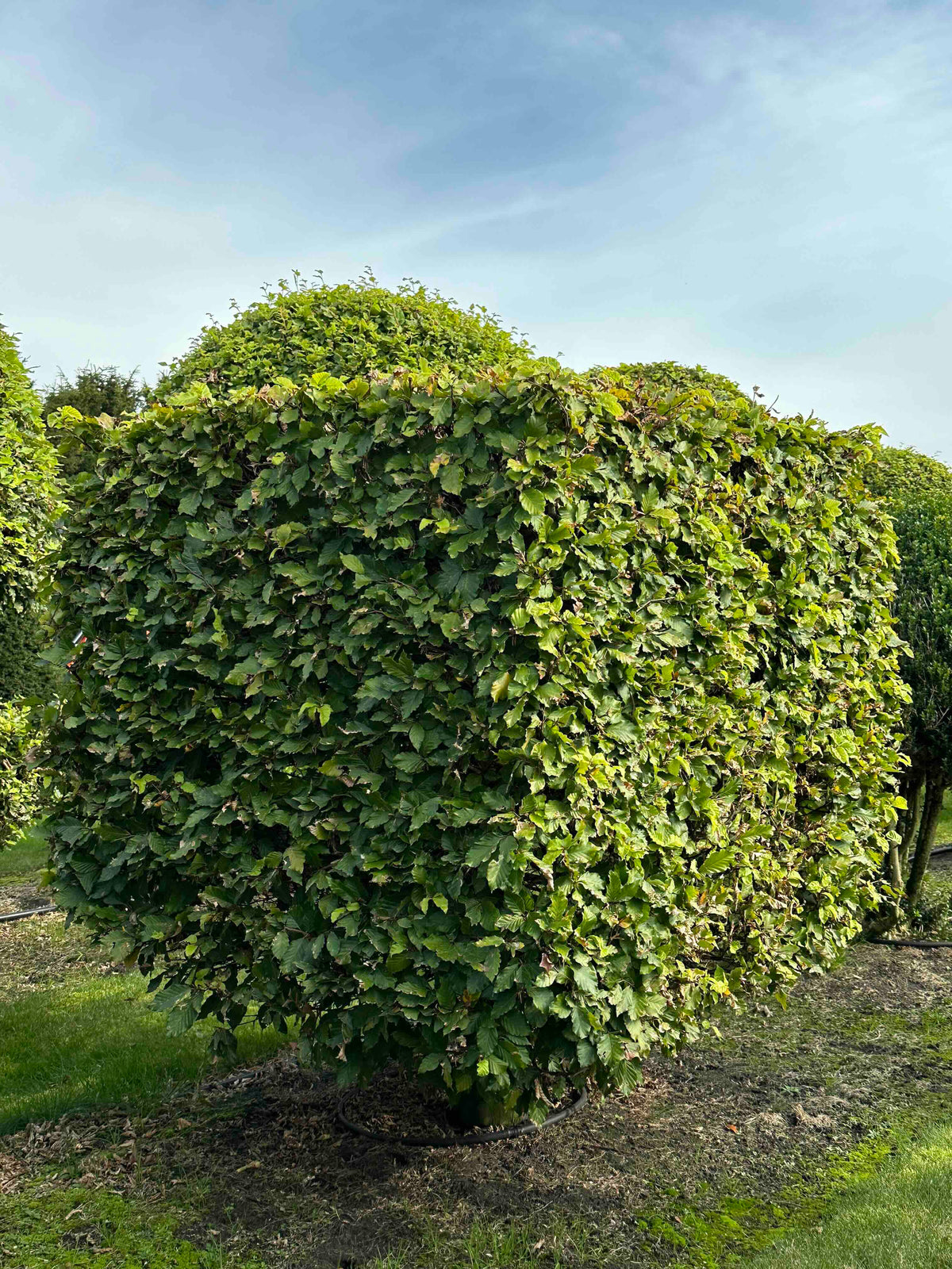 FS TOPIARY #220