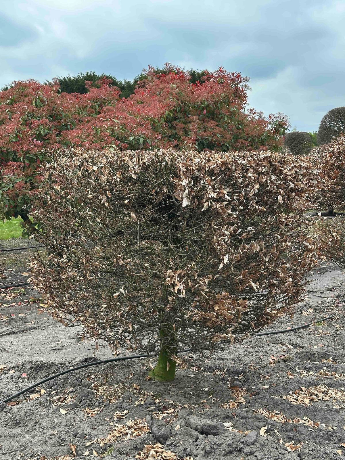 FS TOPIARY #220