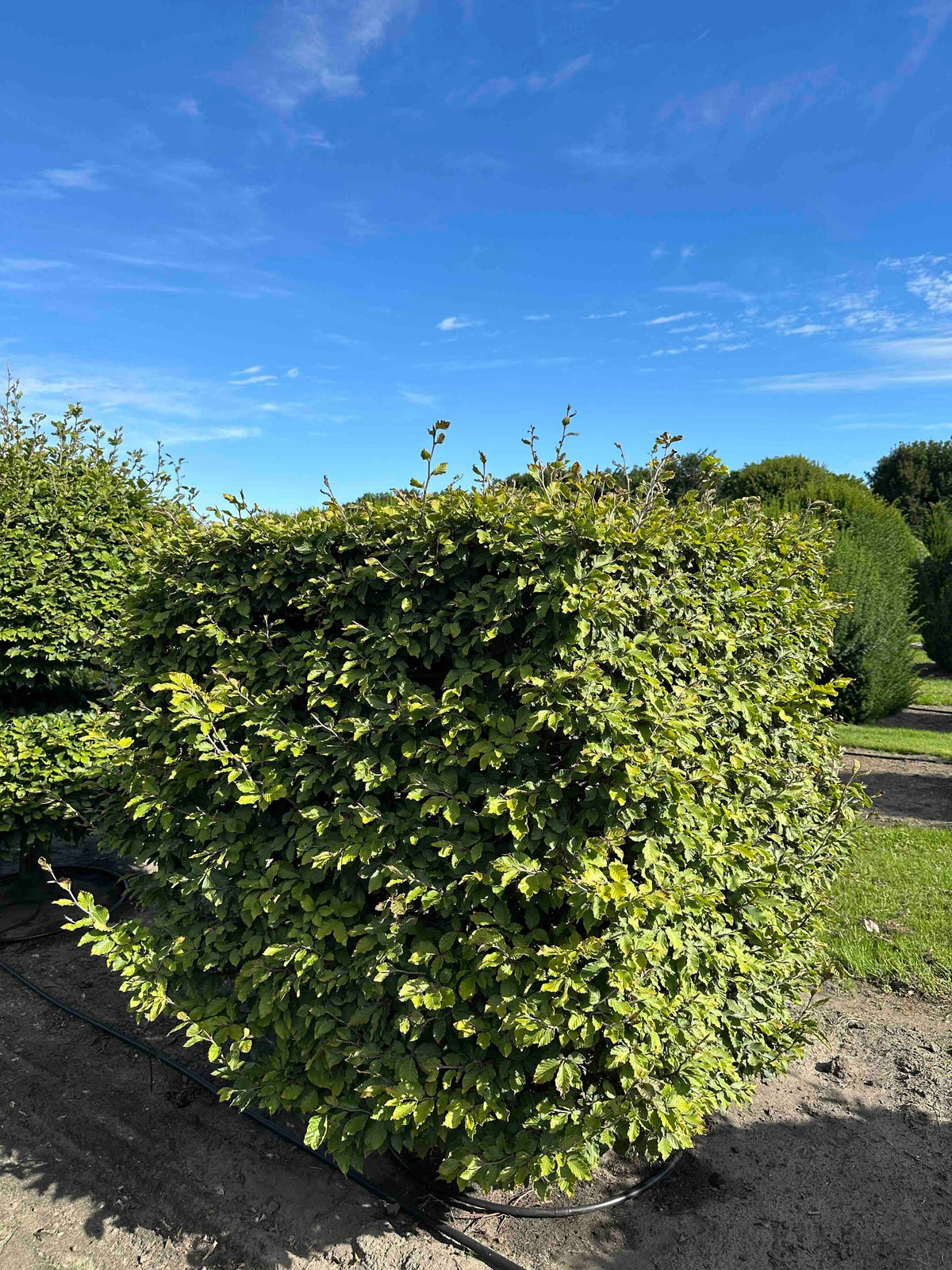 FS TOPIARY #220