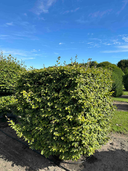 FS TOPIARY #220