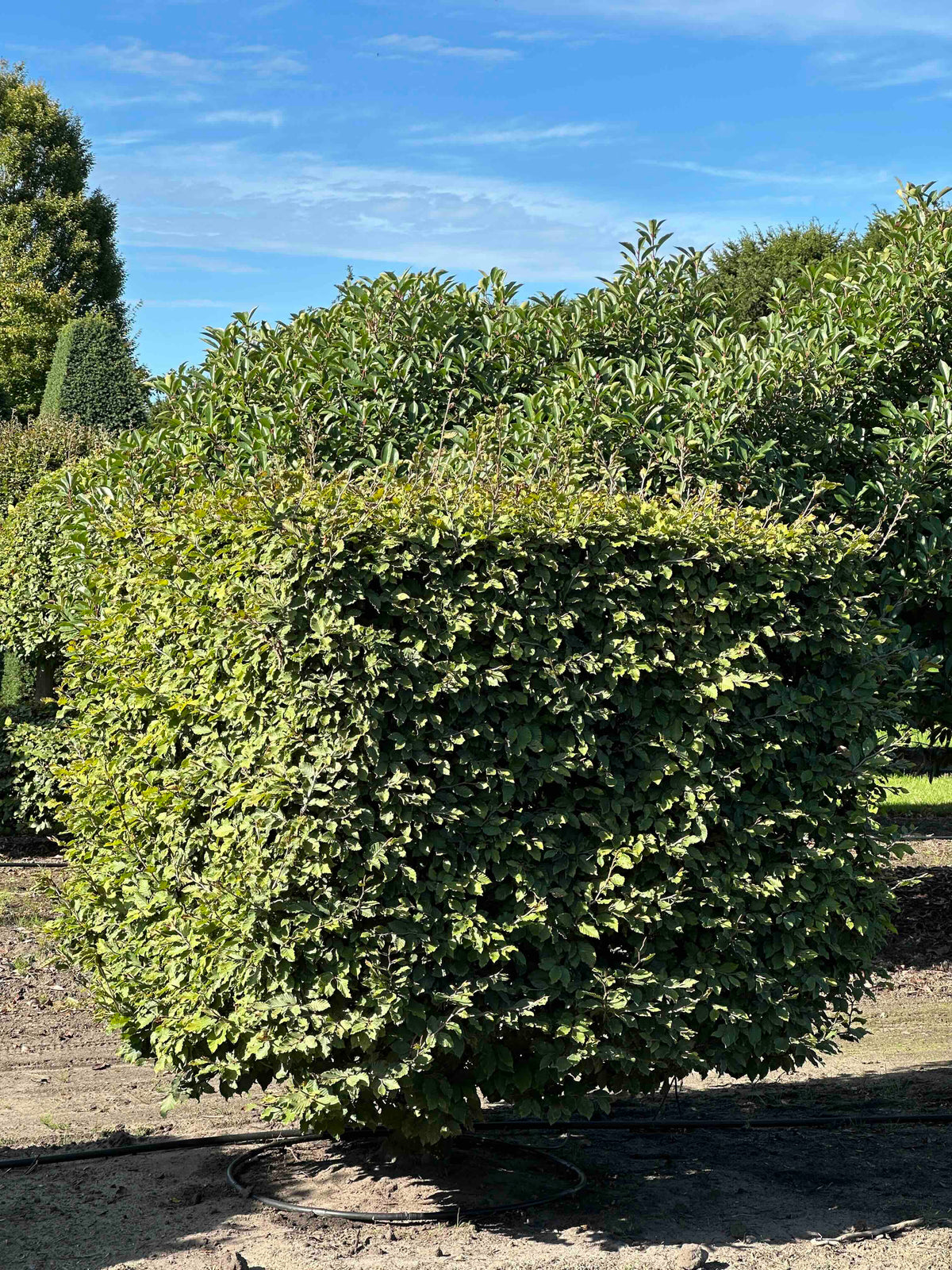 FS TOPIARY #220