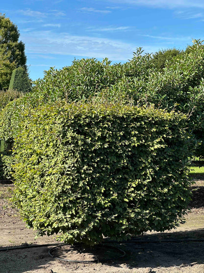 FS TOPIARY #220
