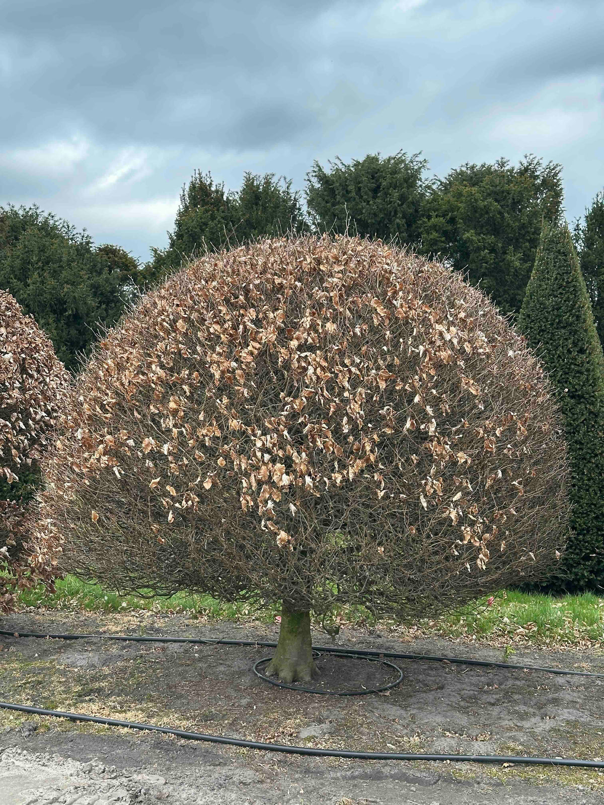 FS TOPIARY #222