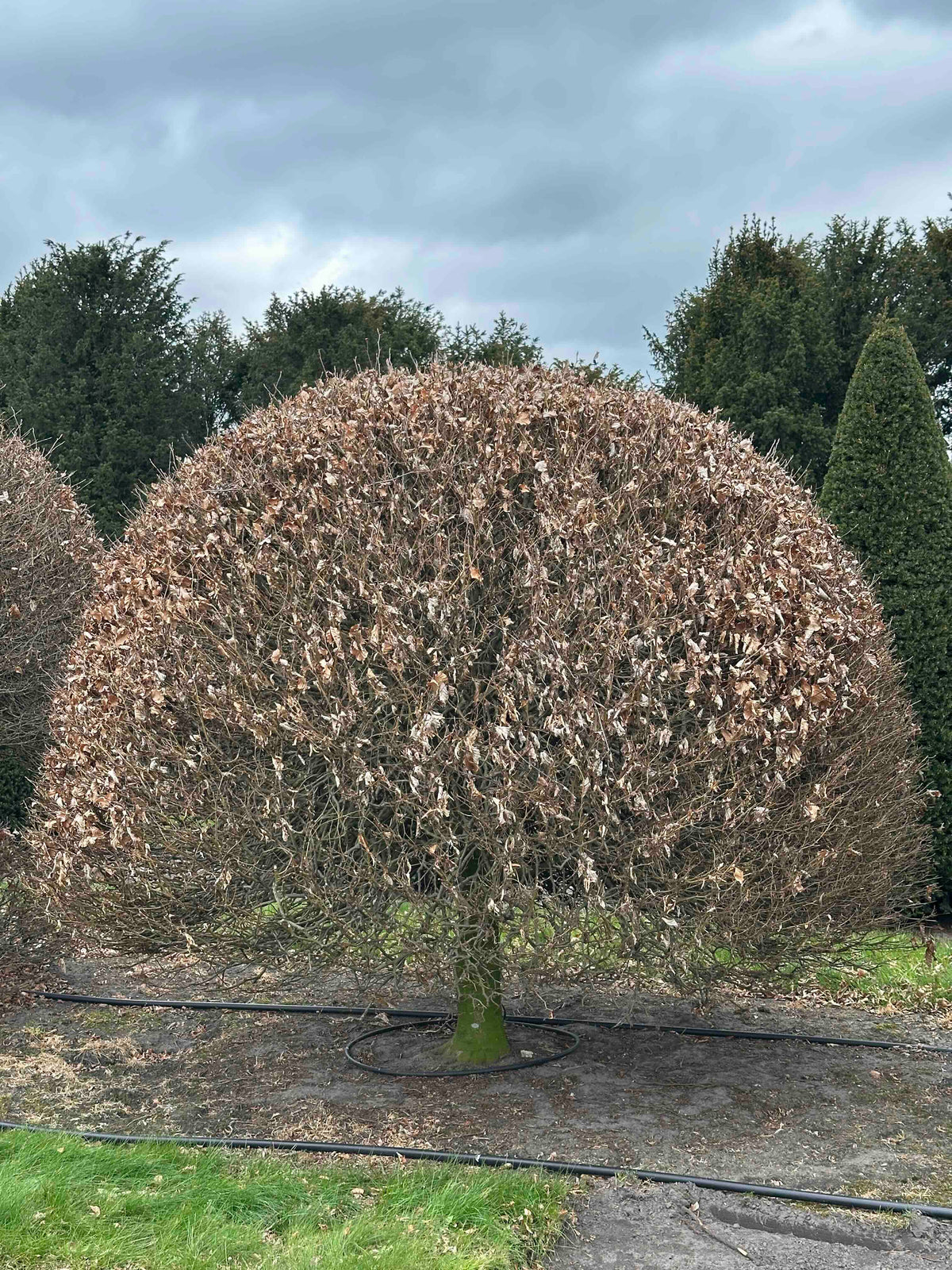 FS TOPIARY #224