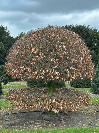 FS TOPIARY #226