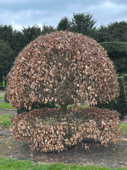 FS TOPIARY #227