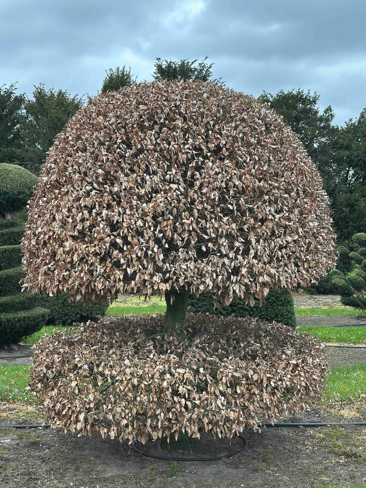 FS TOPIARY #228