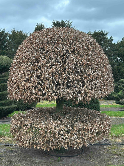 FS TOPIARY #228