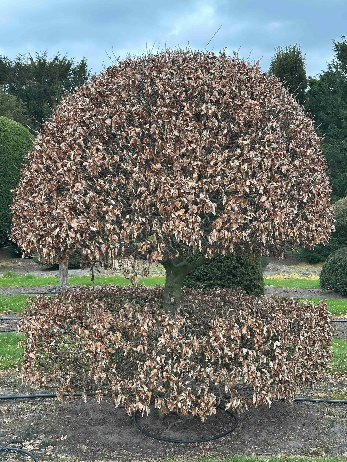 FS TOPIARY #230