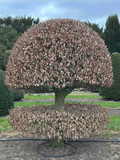 FS TOPIARY #231