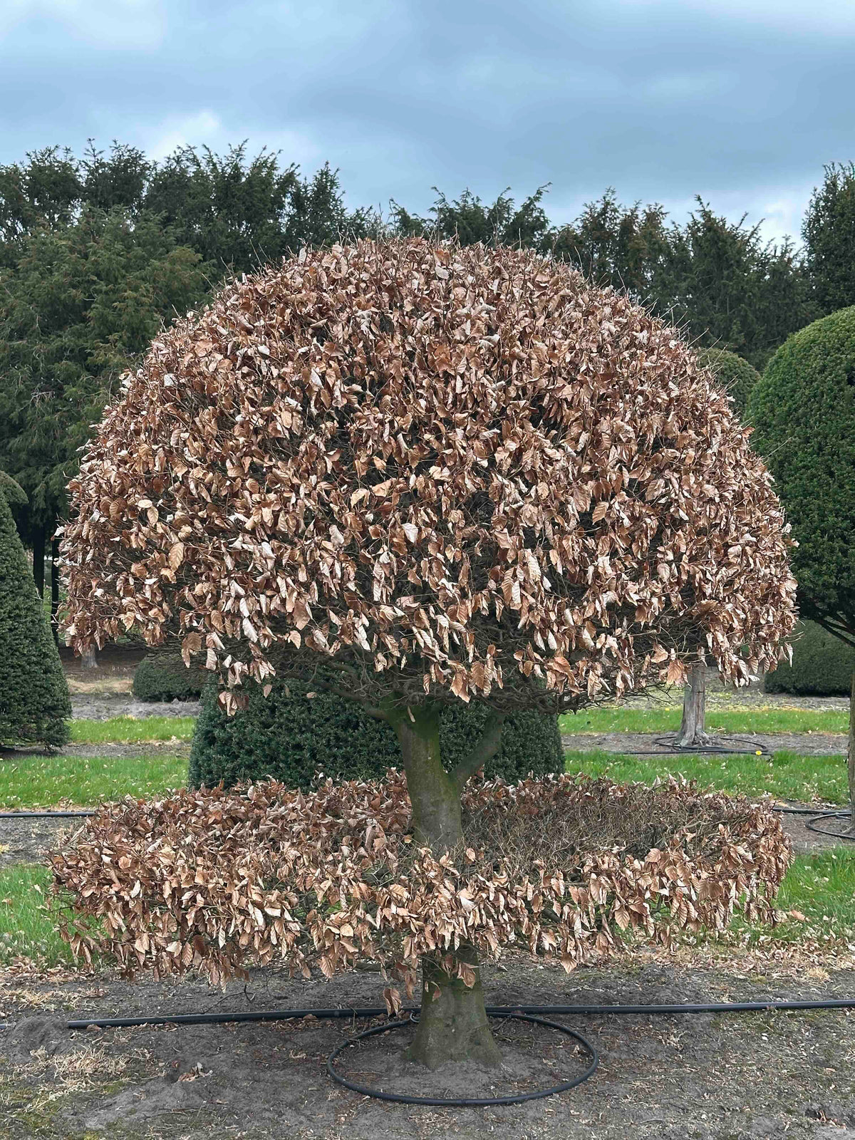 FS TOPIARY #232