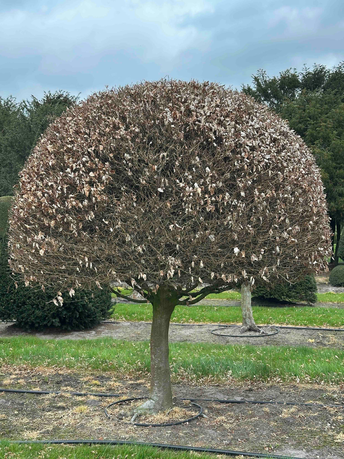 FS TOPIARY #233