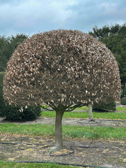 FS TOPIARY #233