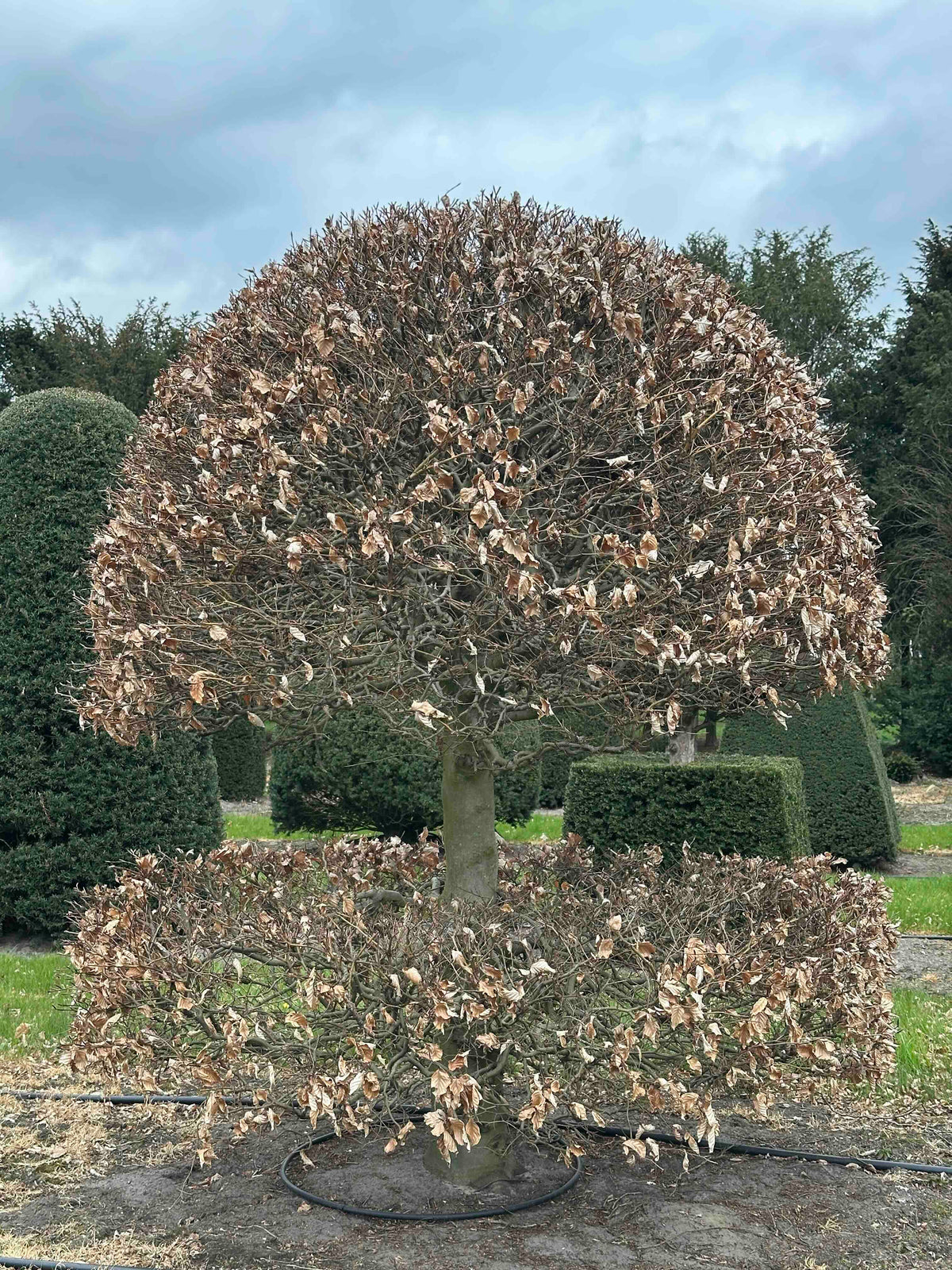 FS TOPIARY #237