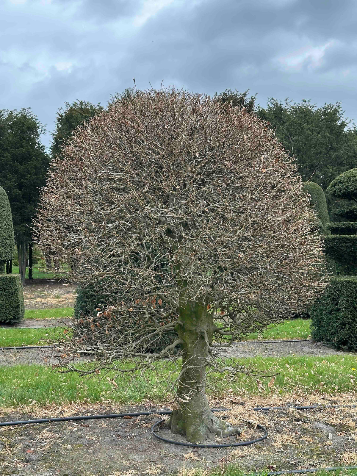 FS TOPIARY #238