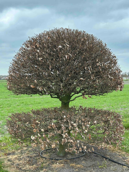 FS TOPIARY #240
