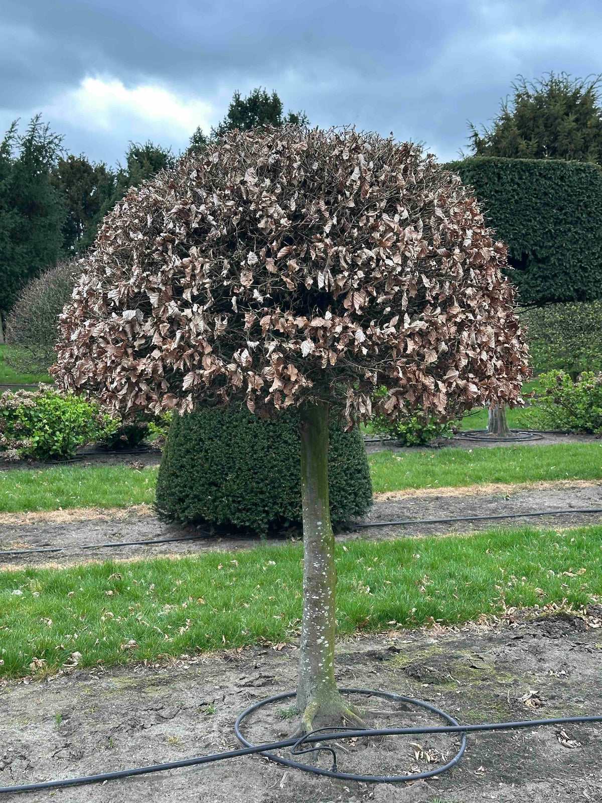 FS TOPIARY #242
