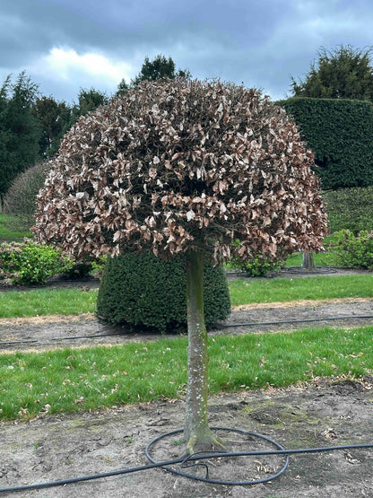 FS TOPIARY #242