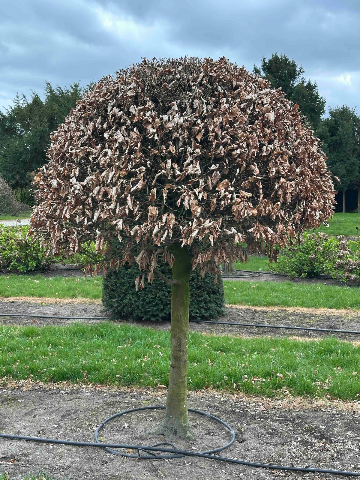 FS TOPIARY #244