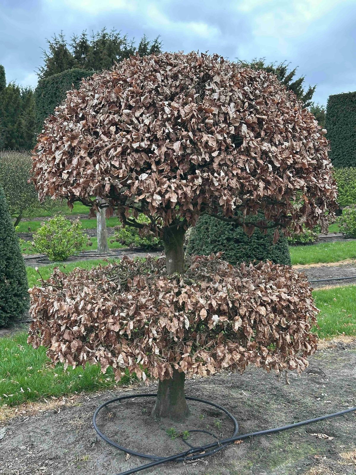FS TOPIARY #245