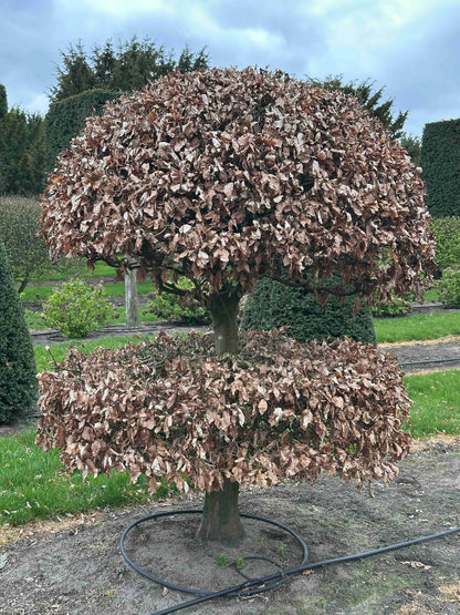 FS TOPIARY #245
