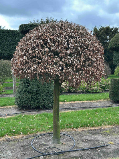 FS TOPIARY #246