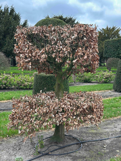 FS TOPIARY #247