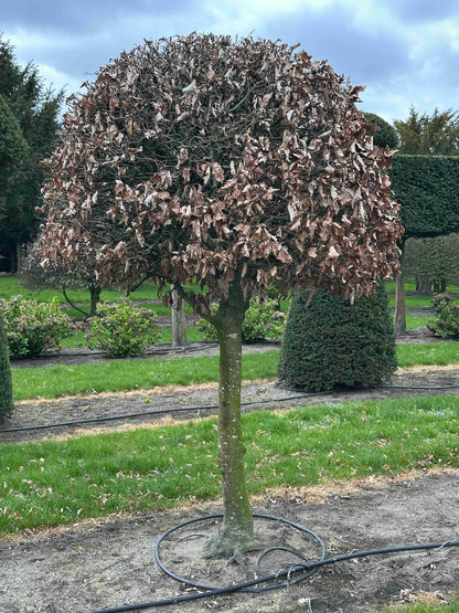 FS TOPIARY #248