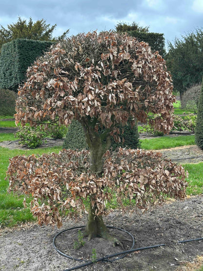 FS TOPIARY #251