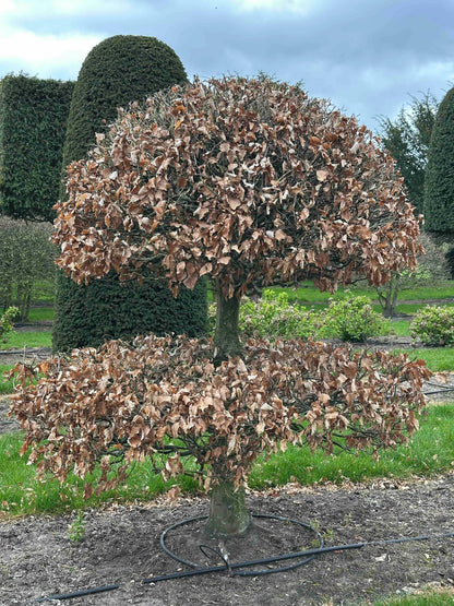 FS TOPIARY #253