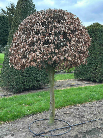 FS TOPIARY #258