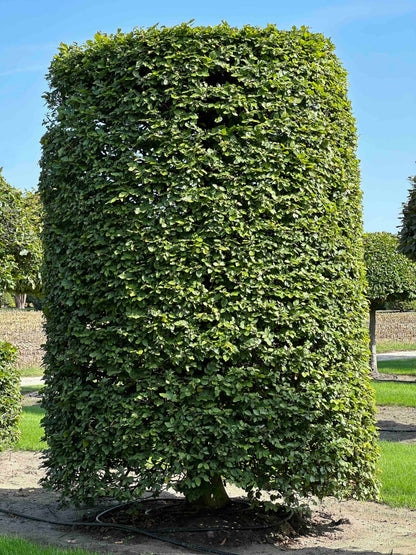 FS TOPIARY #262