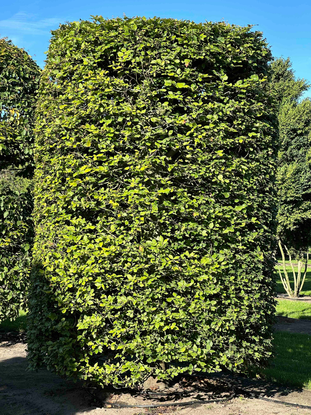 FS TOPIARY #262