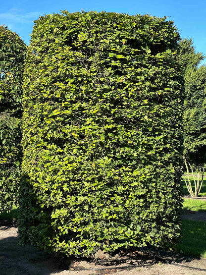 FS TOPIARY #262