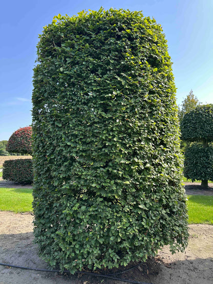 FS TOPIARY #262