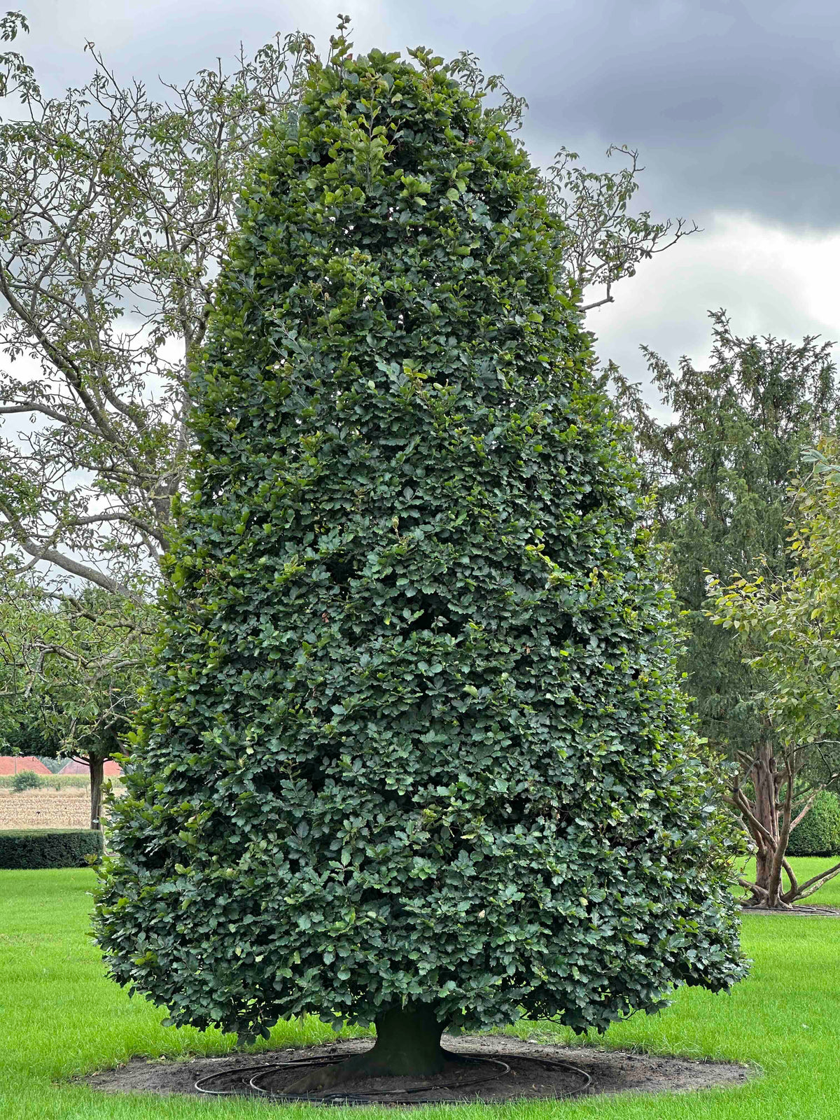 FS TOPIARY #263