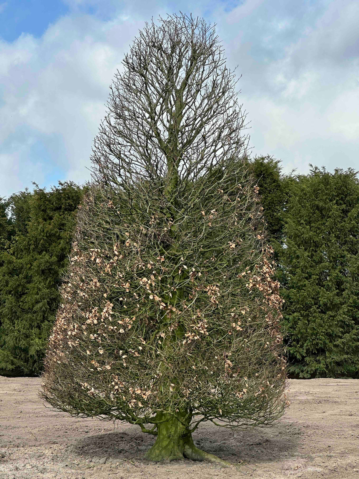FS TOPIARY #263